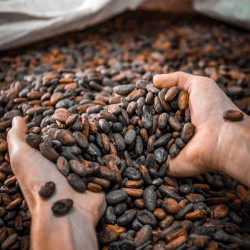 Sorbet artisanal au cacao.