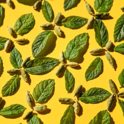 Sorbet artisanal infusion menthe à la marocaine.