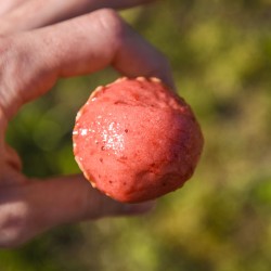 Sorbet artisanal fraise Senga Sengana