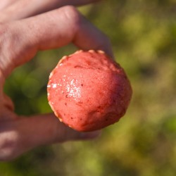 Sorbet artisanal fraise