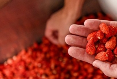 Fraises des bois !