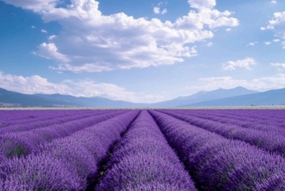 Nouveaux parfums éphémères de mai 2025 : glace Lavande et glace Huile d’olive